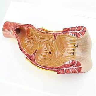 Study Model Human Rectal Anal Canal Anatomical Model - Human Organ Anatomy Model - Medical Anatomical Rectal Anal Canal Model - PVC Material Anorectal Model - for Study Display Teaching Medical Model
