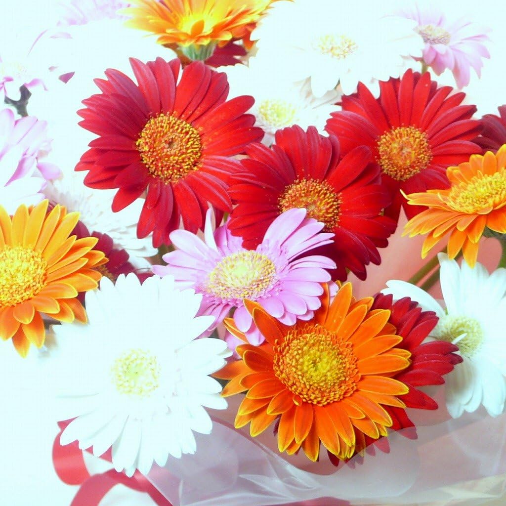 Amazon 1065 母の日 ガーベラスタンド型花束 ブーケ型アレンジメント カラフルミックス２０本 花束 オンライン通販