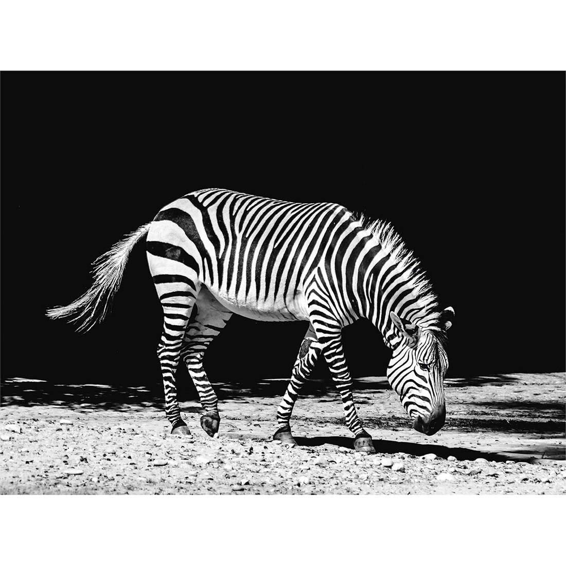 Wee Blue Coo Lone Zebra BW Art Print Poster Wall Decor 12X16 Inch