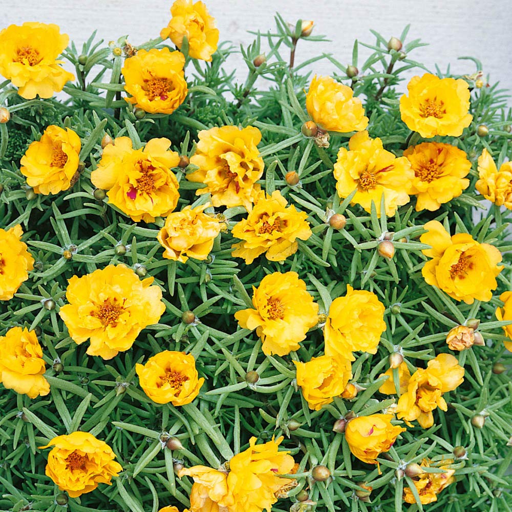 Outsidepride Yellow Moss Rose Seeds - 10000 Pcs Annual, Drought & Heat Tolerant, Pollinator Friendly Ground Cover Seeds for Planting w/Vibrant Blooms