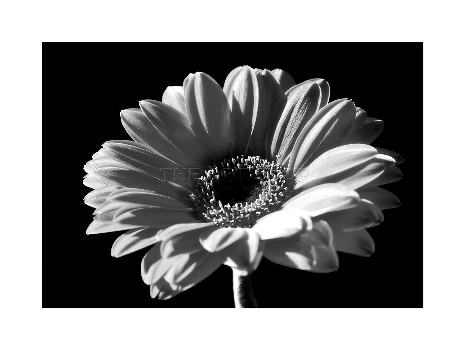 Wee Blue Coo Black White Gerbera Flower Bloom Photo Wall Art Print