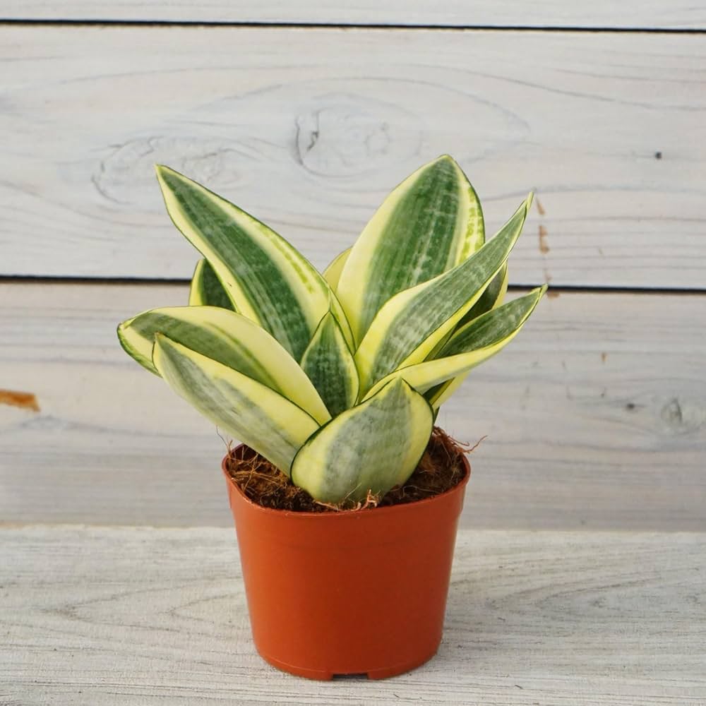 Amazon.co.jp: 観葉植物 サンセベリア ゴールデンハニー 3.5寸