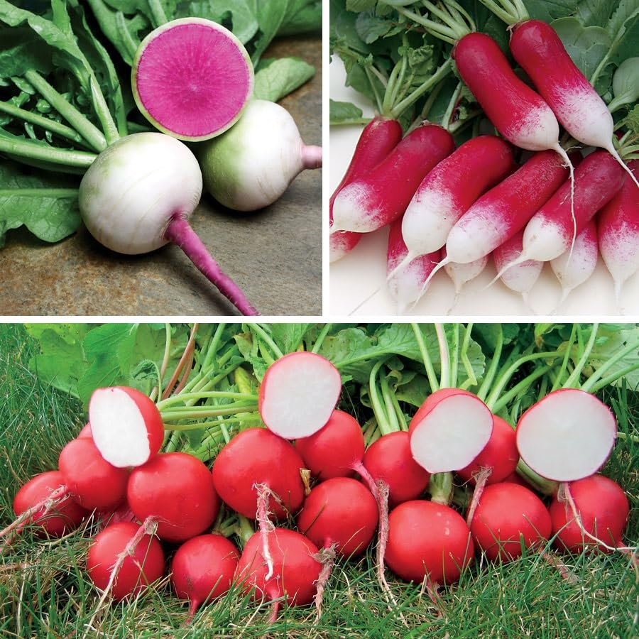 Park Seed Sow Effortless Collection Seed Tape Gourmet Radish Collection 15 Feet Easy DIY Planting 3 Premium Varieties Quick-Growing Cool-Season Crop No Thinning Ready in 3060 Days
