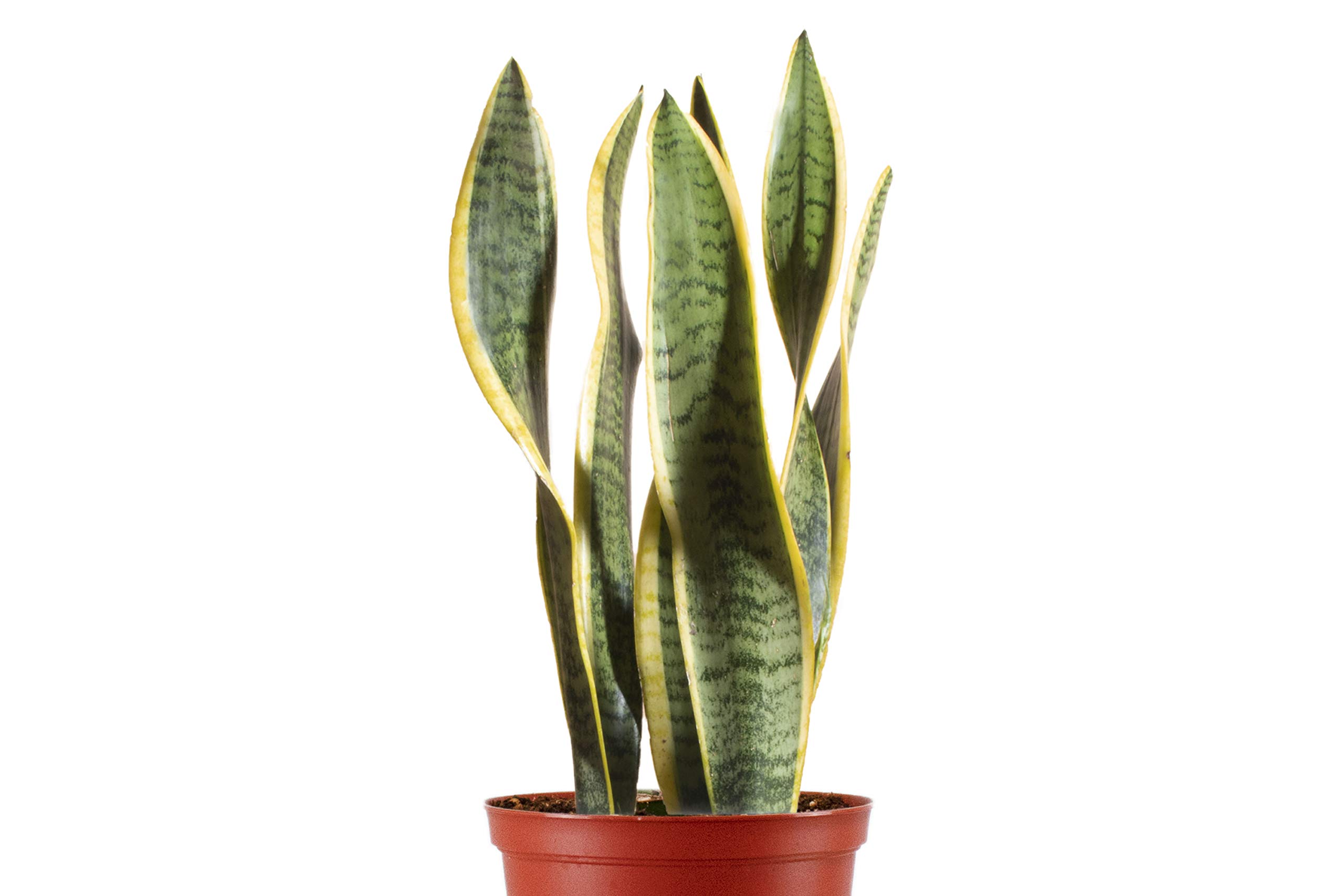 succulents pretty Echeveria Little Beauty Succulent main image 0