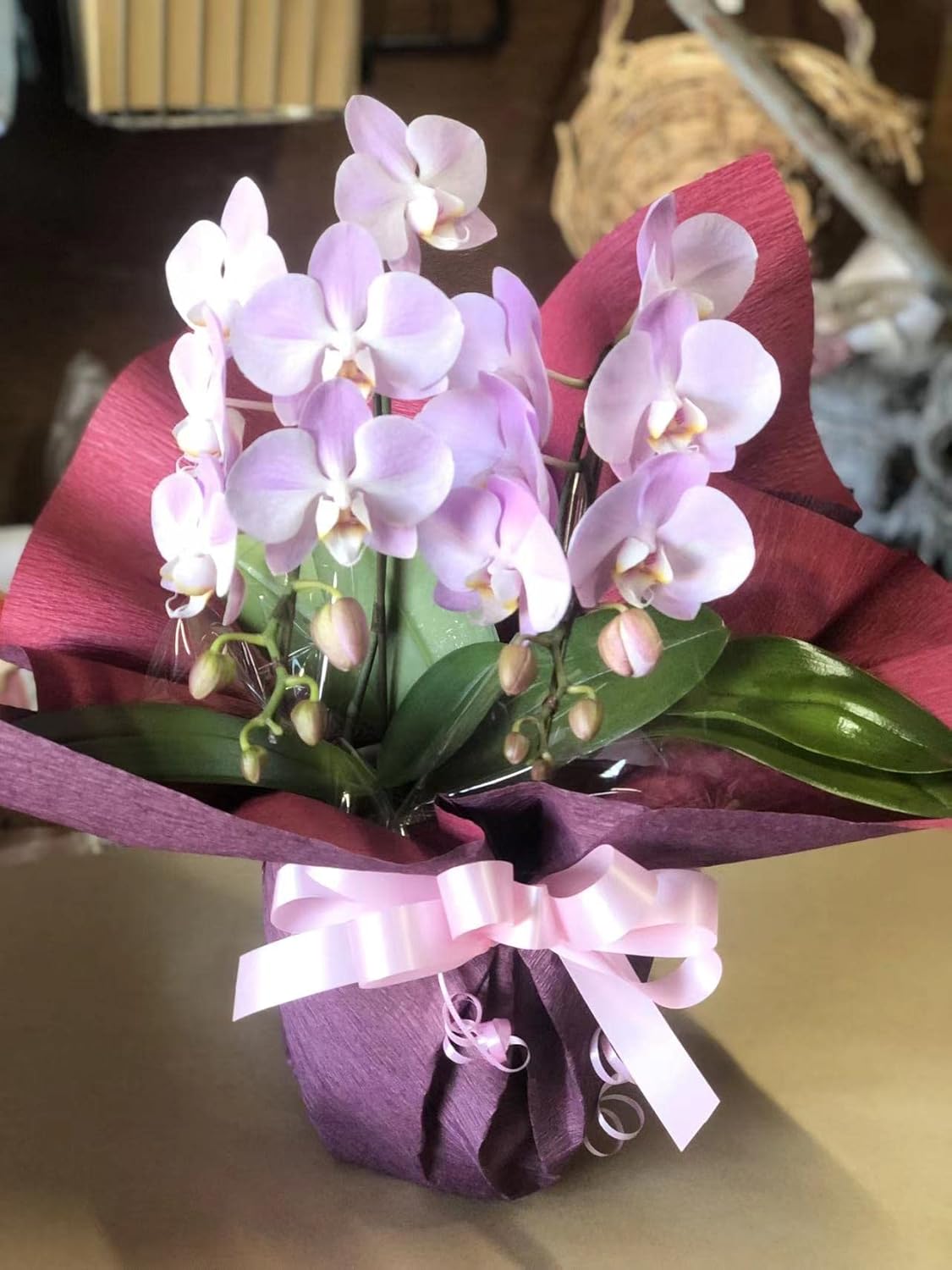 胡蝶蘭 ミディ胡蝶蘭 ファレノプシス ピンロンチェリス こちょうらん