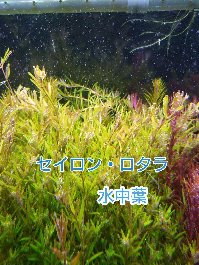 水草4種 合計111本 ロタラ ブラッドレッド ナンセアン セイロン グリーン
