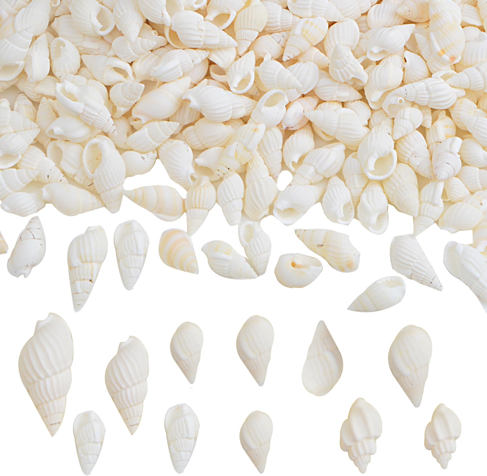 Approx 700pcs Small White Clam Cay Seashells Natural Tiny Sea Shell Mini Spiral Conch Shells Crafts Charm Accessories for DIY Fish Tank Vase Fillers Home Beach Party Decorations