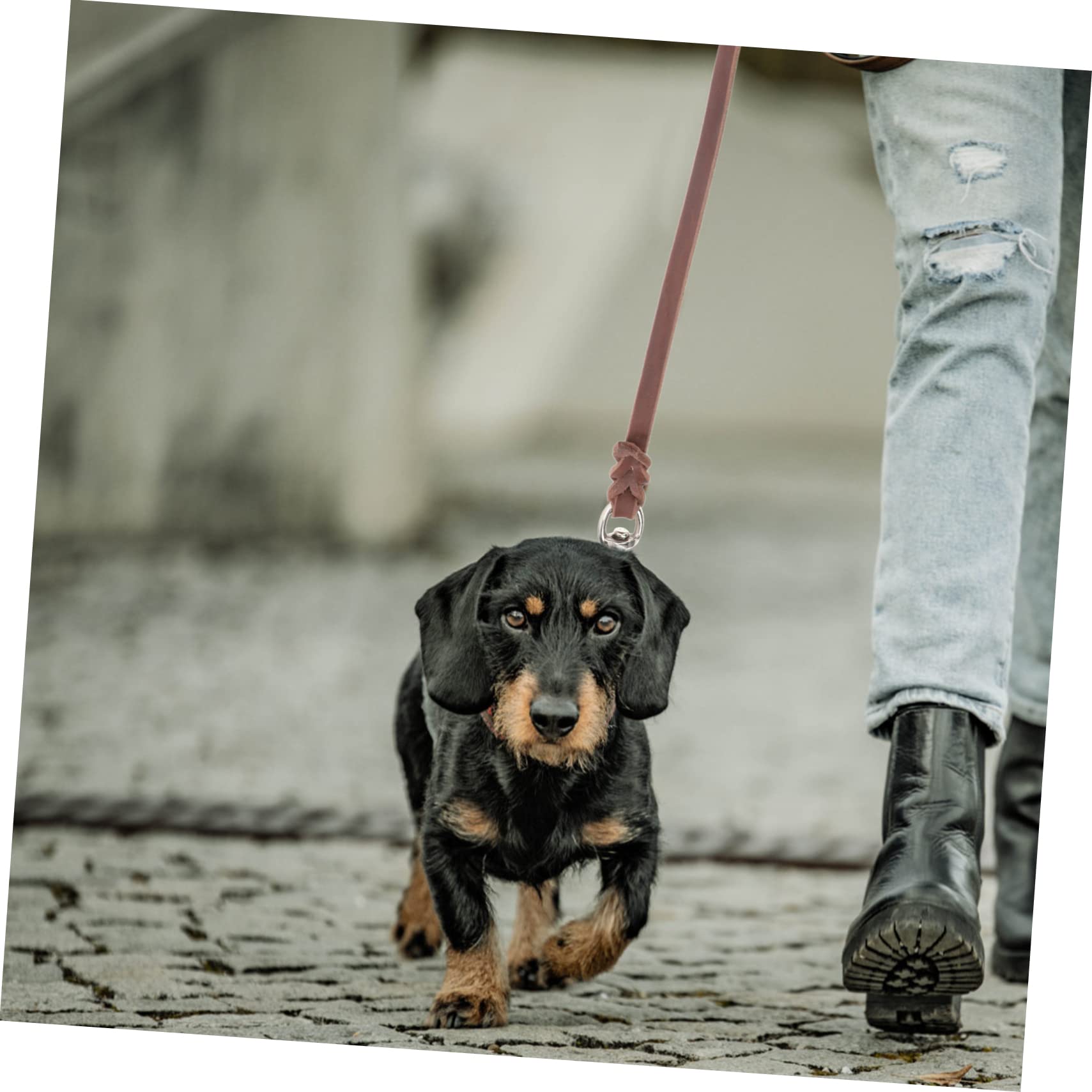 ABOOFAN 3 Pezzi Di Guinzaglio Largo Per Cani Con Trazione A Mano Comodo Per Cuccioli