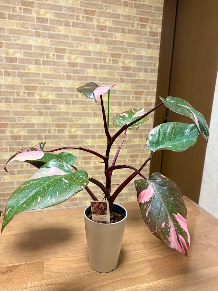 Amazon｜観葉植物 フィロデンドロン ピンクプリンセス マーブルキング