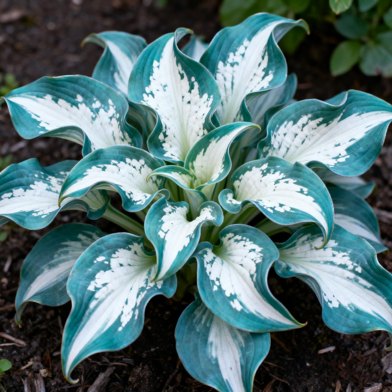 Hosta Bulbs for Planting Now UK Perennial Ornamental Good for Containers Easy Grow UK Garden Ready Plants for Borders/Excellent Display Hardy Perennials,-4 Bulbs-H