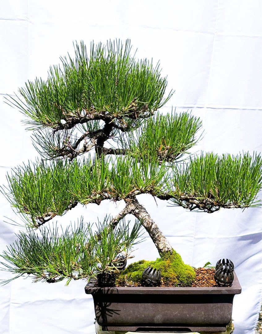 まめ ミニ 盆栽黒松-7 まめ ミニ 盆栽黒松-7 まめ ミニ 盆栽黒松-7 松盆栽 約53cm幅 約60cm高さ