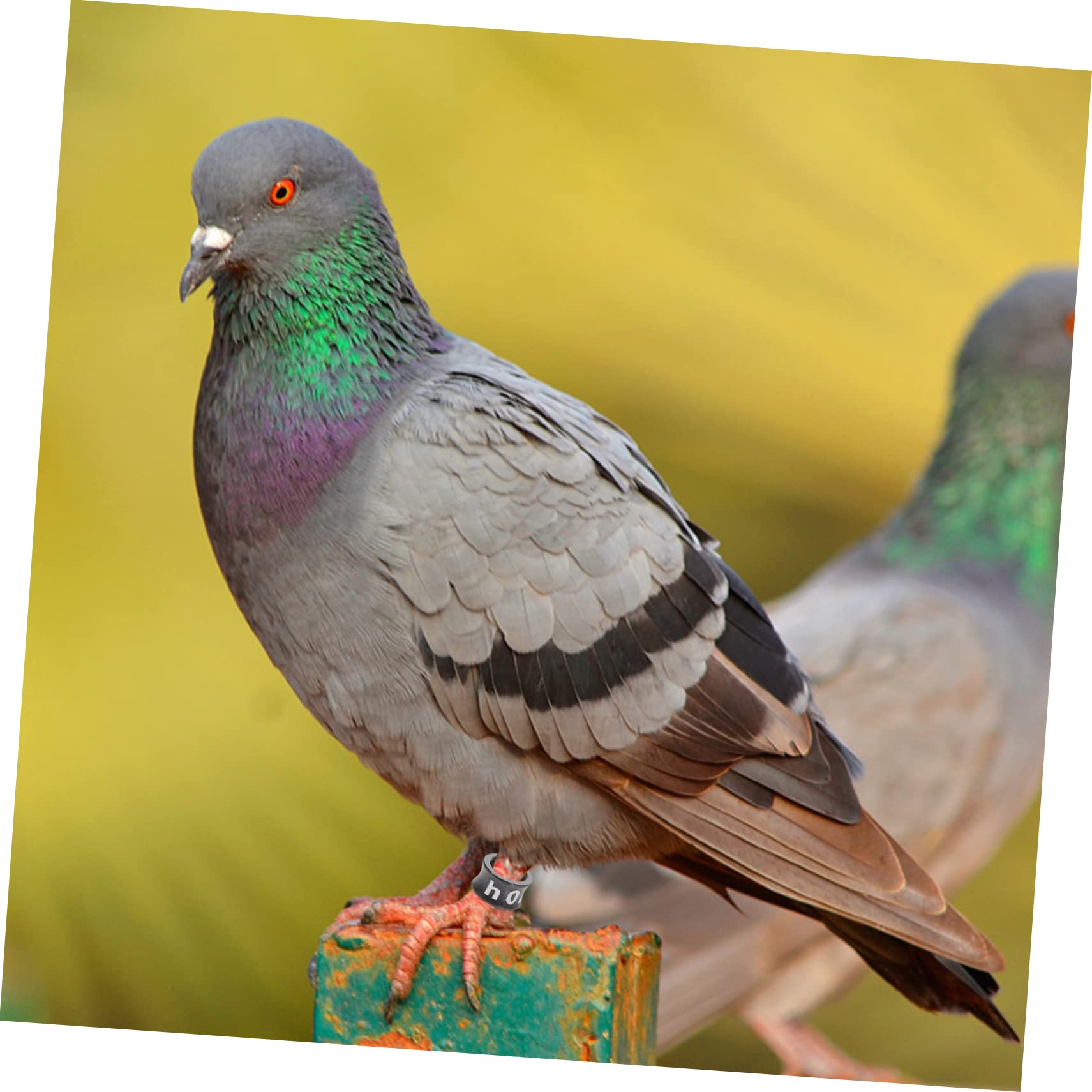 Mipcase 250piezas Anillos De Identificación para Aves Anillos Metálicos para y para Patas De Aves Brillantes y Diseño De Cierre
