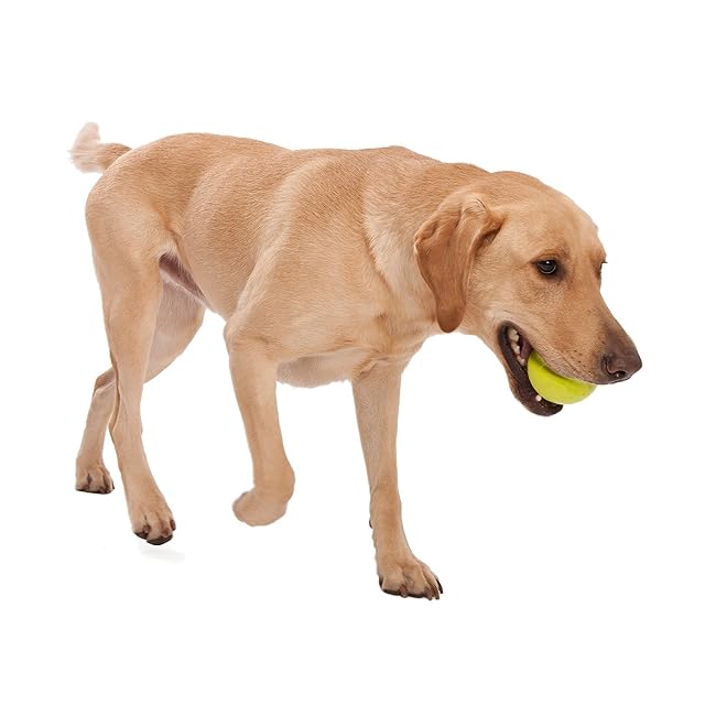 Foto 2 de 2 de Jive Juguete para Perro L