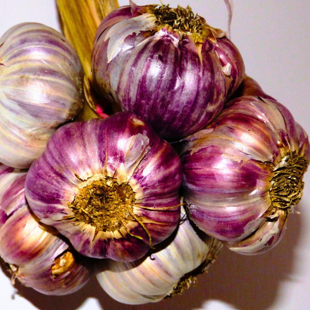 1 Pound Garlic for Planting in Fall Hardneck, 8-10 Chesnok Red Garlic Bulbs for Planting, Fresh and High Yield Bulb Variety Pack, Hardy and Fast Growing