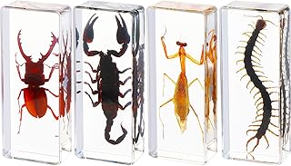 Maitys 4 Pcs Insect Specimen Bugs Collection Paperweights Preserved Insects in Resin Dead Animal Science Toys for Biology Preschool Science Kit Teacher School Display Discovery Supplies, 4 Styles