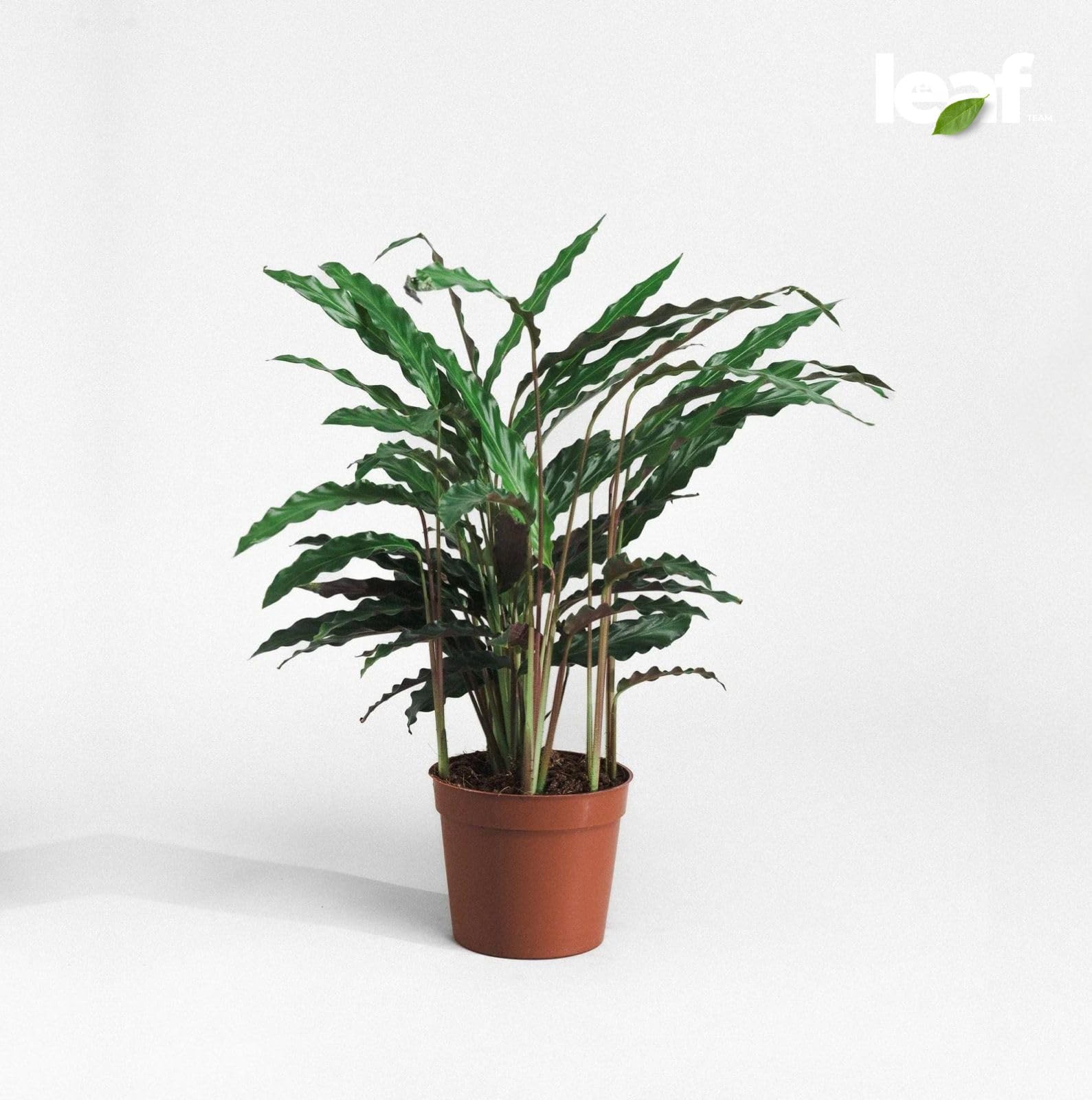 Furry Feather Plant (Calathea Bluegrass) - Vibrant Indoor Plant with Unique Feather||Perfect for Home or Office Greenery (40 B)
