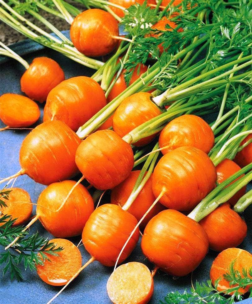 SeedsUP - Más de 1000 semillas Carrot Paris Market - Naranja vegetal