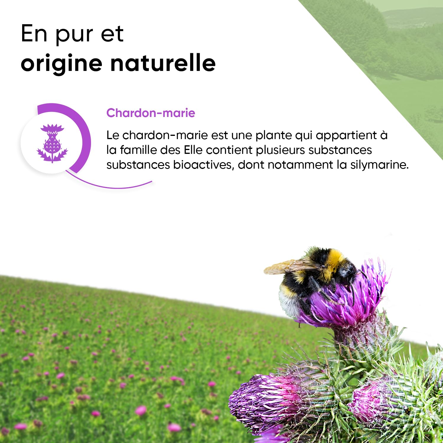 Chardon-Marie 240 Gélules avec Extrait à 80% de Silymarine Artichaut et Pissenlit Pilulier Inclus Réserve de 8 Mois 100% Végan Formule Pure Qualité Contrôlée