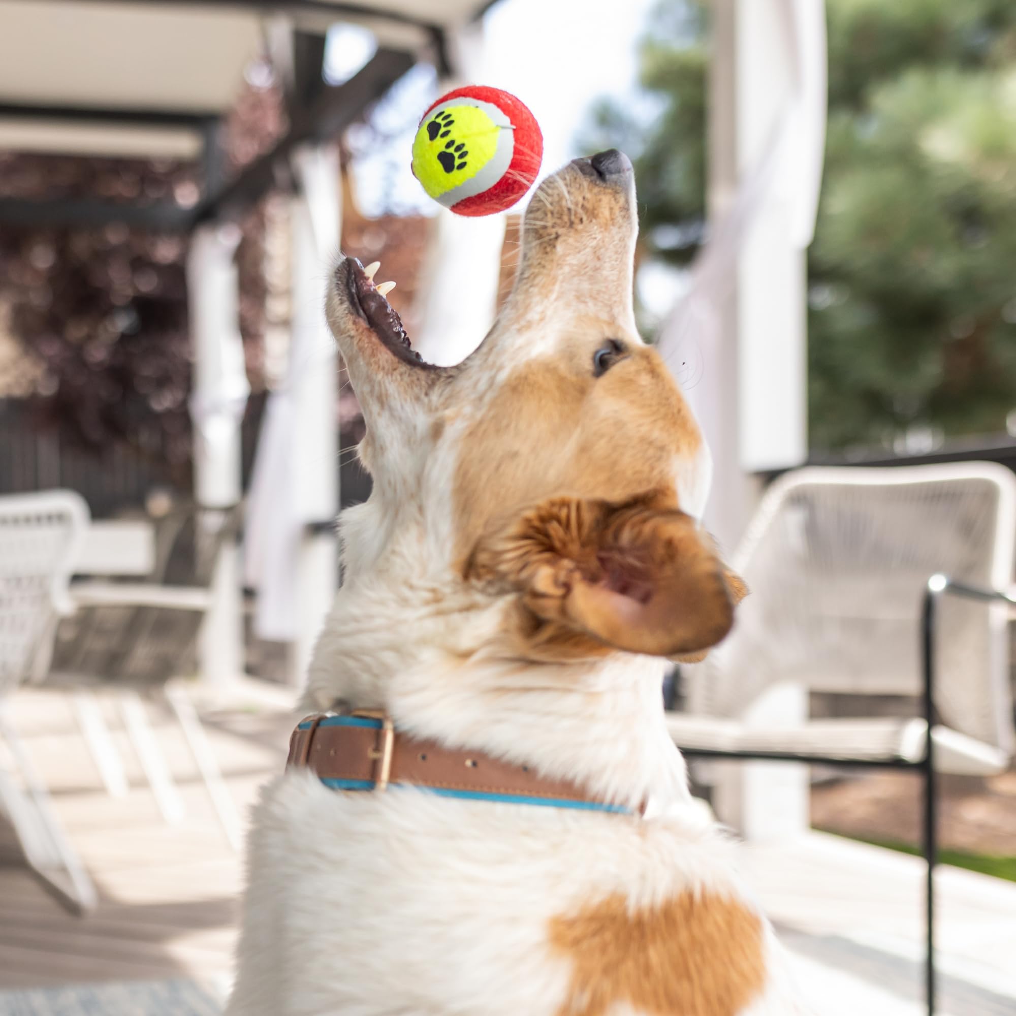 New Puppy Gift Basket - Premium Puppy Starter Kit and Dog Gift Basket with Dog Toys - Perfect Doggie Birthday Gifts and Puppy Necessities with Pet Toy Basket. - image 7