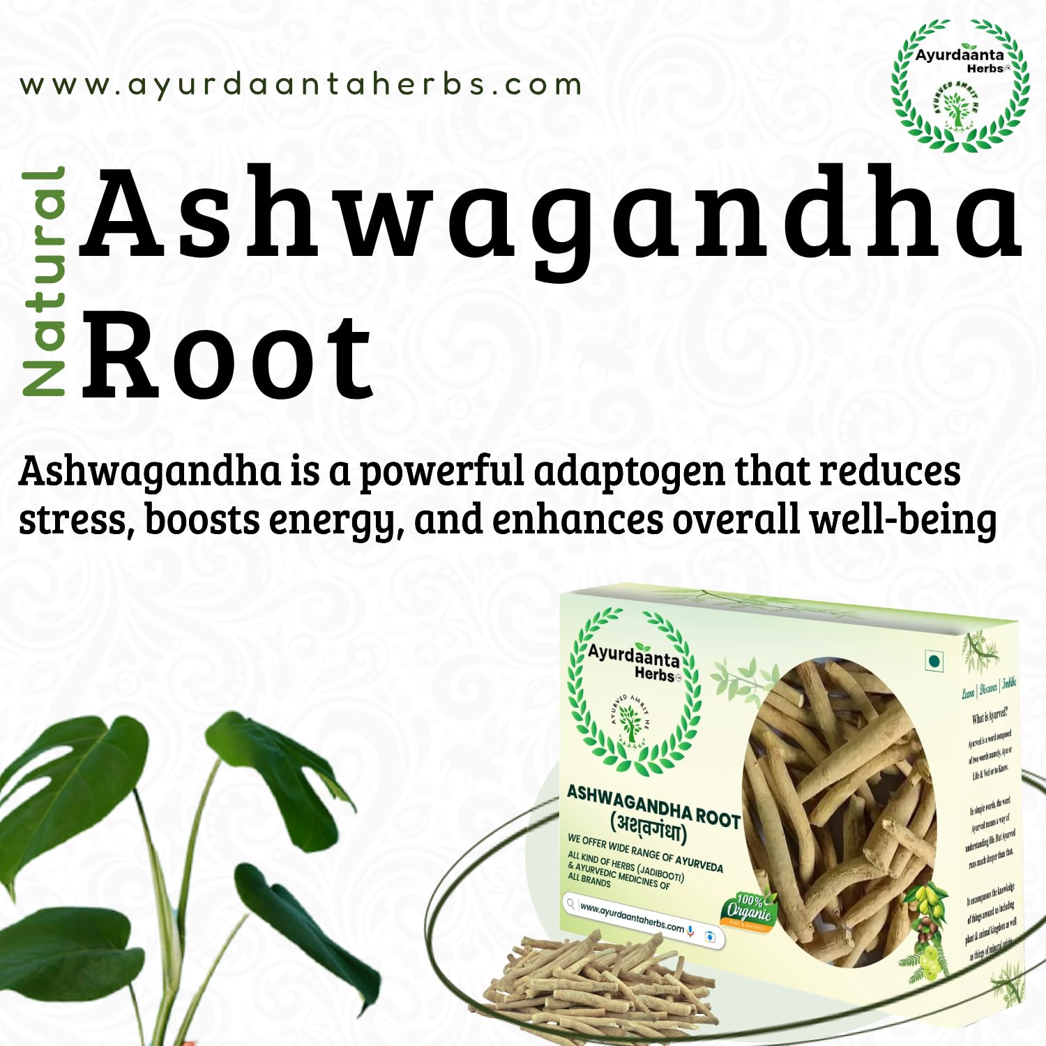 Ayurdaanta Herbs - Ayurdanta HerbsAswaganha /Ashwagandha Raw (GRADE-1) | Ashwagandha Indian Ginseng Plant Root Raw | Withania somnifera Raw |अश्वगंधा ( जड़ी बूटी खड़ी ) 100% Pure Natural Support for Stress100 Gram 3