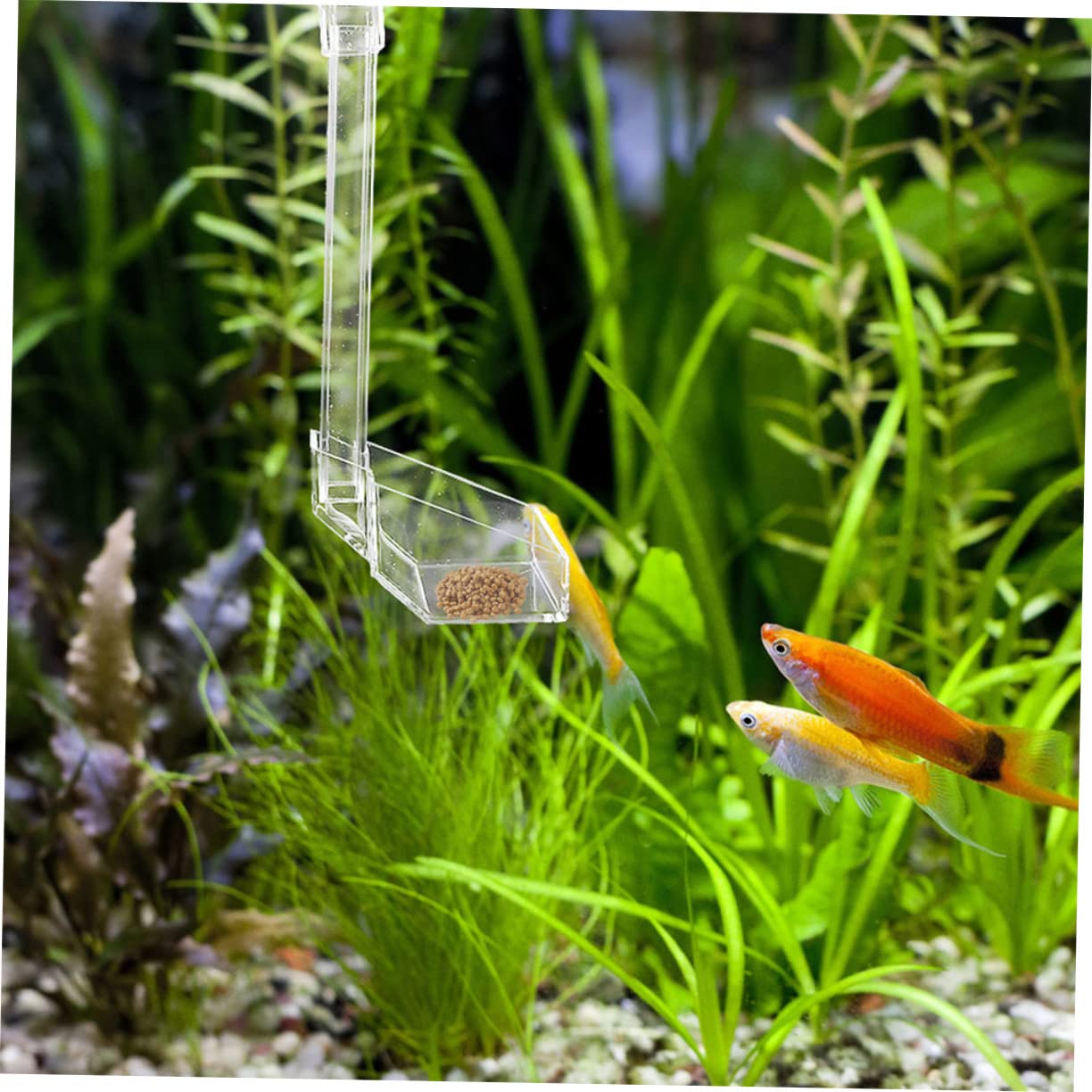 POPETPOP 3piezas Comedero De Acrílico Transparente para Acuarios Alimentador De Camarones para Peceras y Acuarios Previene Desperdicio De Alimento