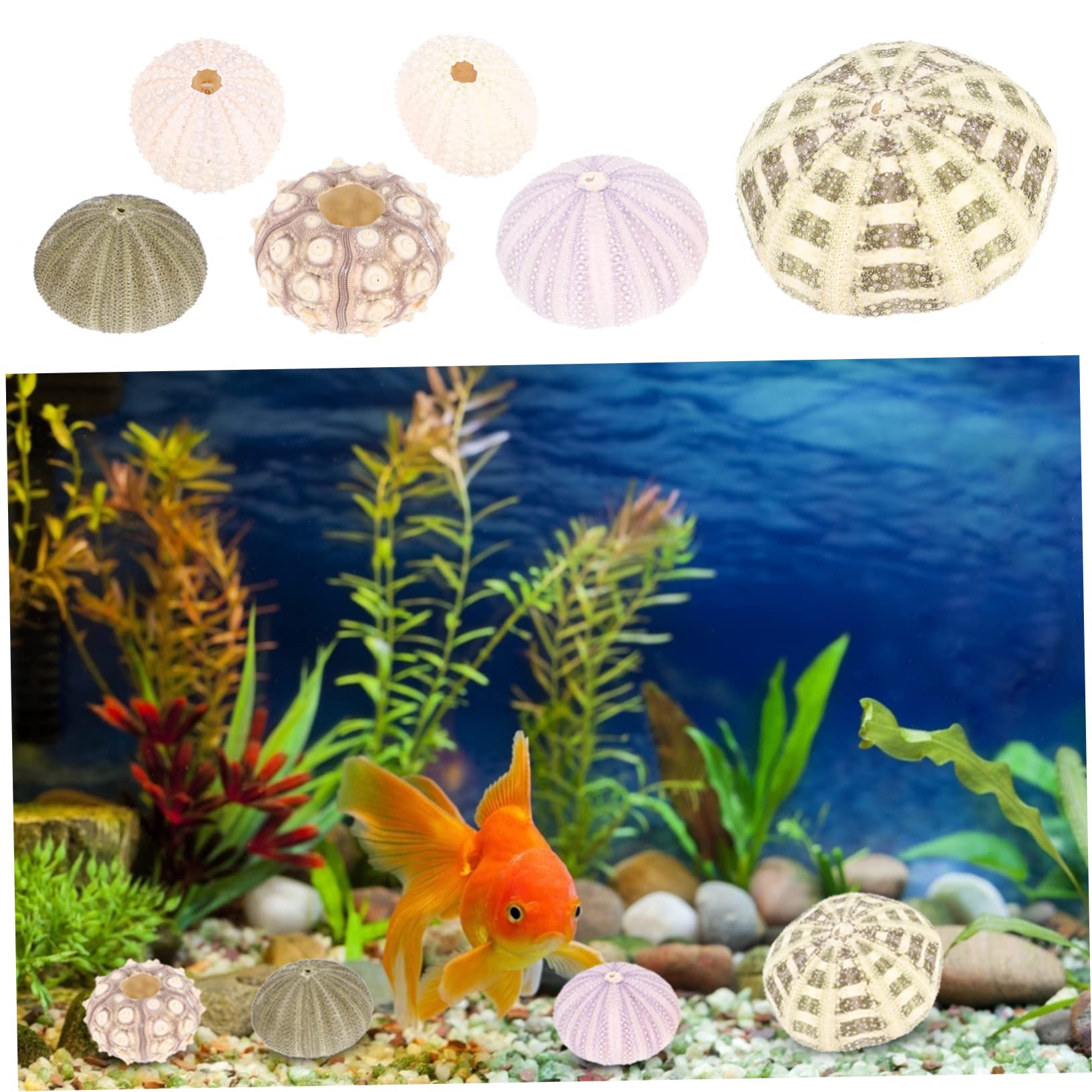 PRETYZOOM 5 Set Conchiglia di Conchiglia Piante Aeree Mescolare Le Conchiglie di Ricci di Mare Decorazioni Ufficio Aquarium Pianta Adornare Decori di Ricci di Mare per La Casa 6 Pezzi * 5