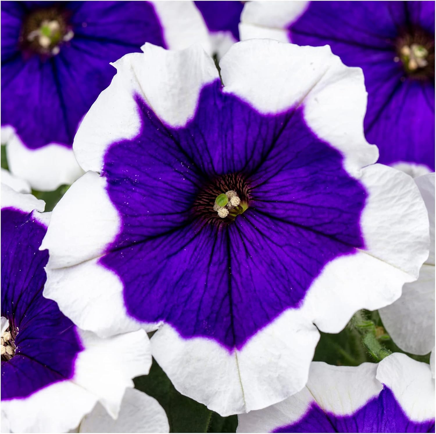 Petunia Crazytunia Blue Picotee 6 Starter Plants .Fantastic for
