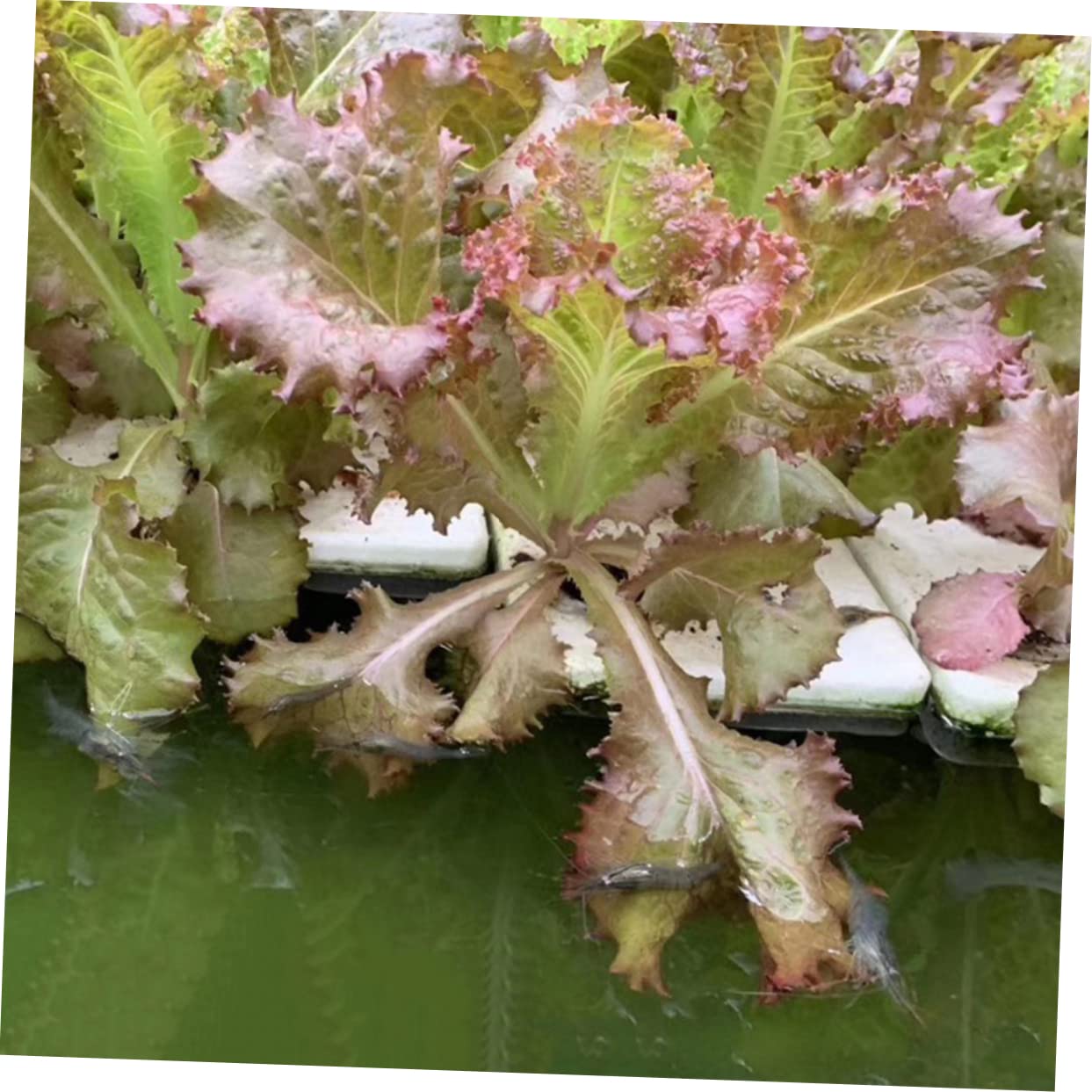 Yardwe Plaque de Plantation Flottante en Éponge 40 Mm pour Culture Hydroponique en Serrage, avec 24 Paniers Filet et 24 Éponges Cylindriques, Kit sans Terre pour Semis et Légumes