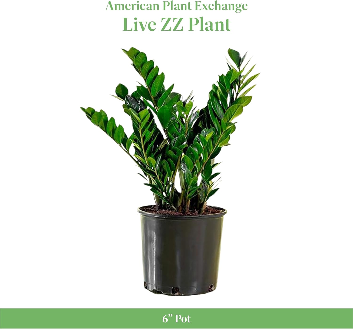 American Plant Exchange ZZ Plant 'Zanzibar Gem' – 6-Inch Pot – Live Easy Care Drought-Tolerant Houseplant, Low-Light Indoor Plant for Home, Office, & Modern Décor