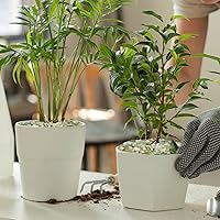 Vista 5 de GASPRO Guijarros de 2.5 libras para plantas de interior, guijarros decorativos de 3/8 pulgadas para bambú, jarrón, suculentas, superficie altamente