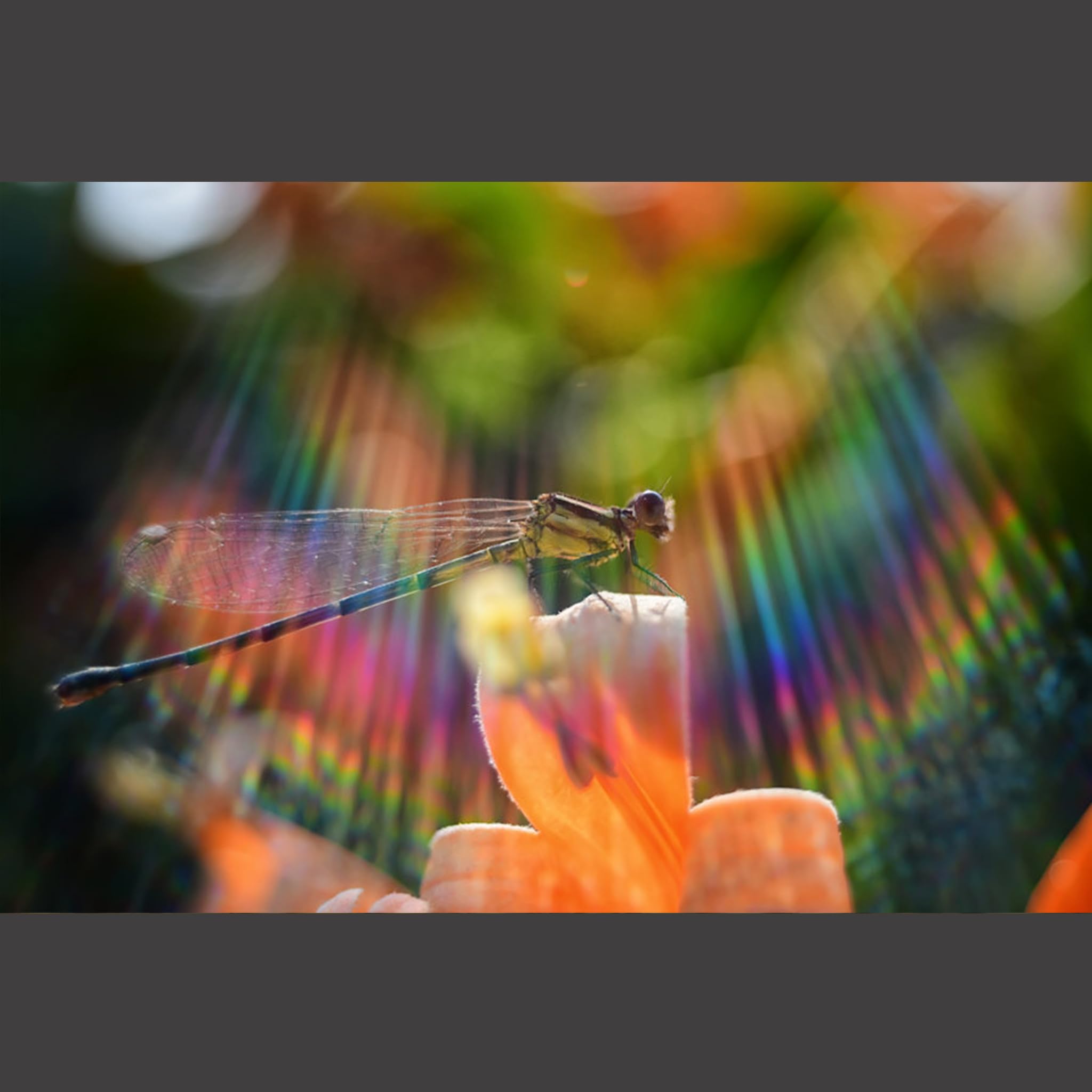 レンズ(単焦点) Meyer Optik Gorlitz lydith 30mm f3.5 Amazon | Meyer Optik Gorlitz メイヤーオプティックゴルリッツ 単焦点