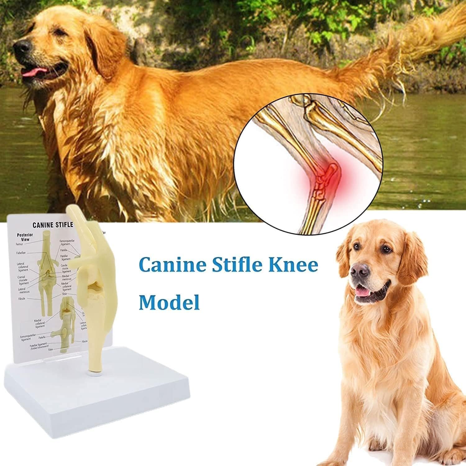 Model Anatomiczny Stawu Kolanowego Psa, Modele Anatomiczne Kolana Psa, Model Kolana Kolana Psa, Sztuczny Szkielet Stawu Psa Z PVC W Naturalnym Rozmiarze Dla Nauczania Weterynaryjnego I Kliniki Dla