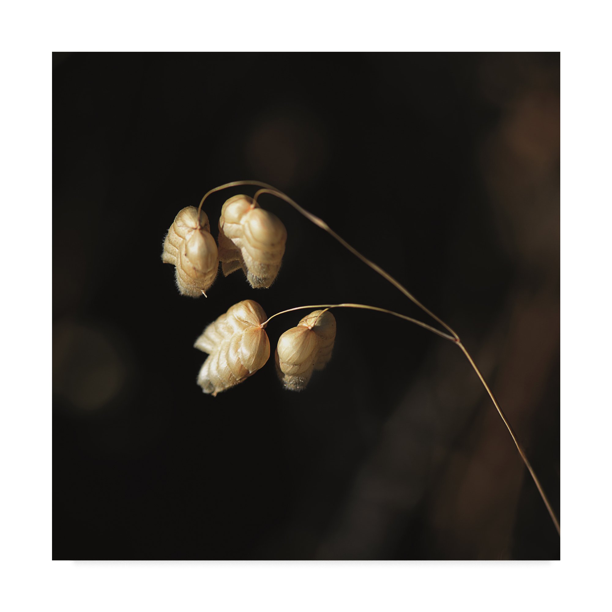 Amourettes by Christine Sainte-Laudy, 24x24-Inch