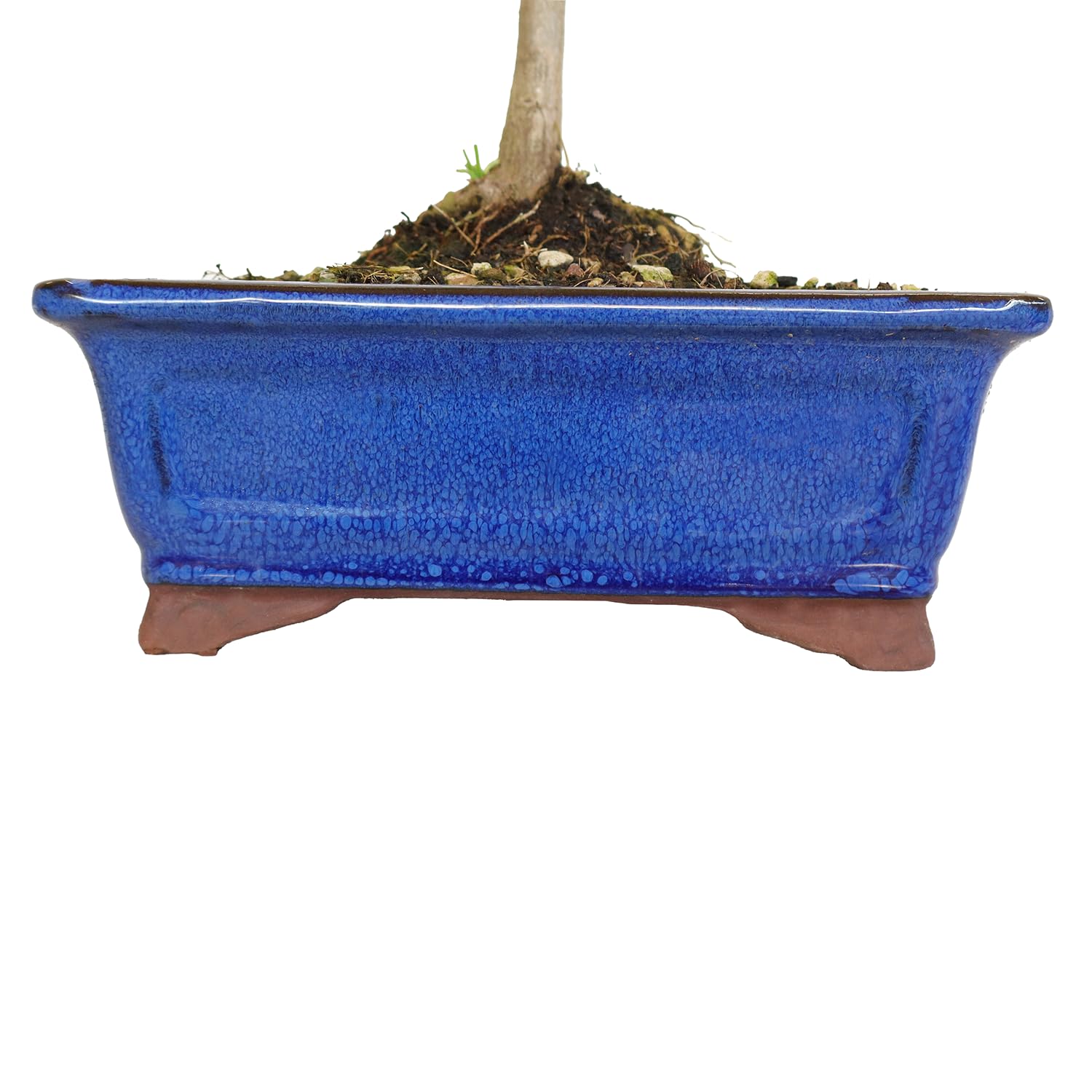 KENTIS - Bonsái Ginkgo Biloba - Auténticas Plantas Decorativas de Exterior - Altura 28-42 cm Maceta de Cerámica Ø 19 cm