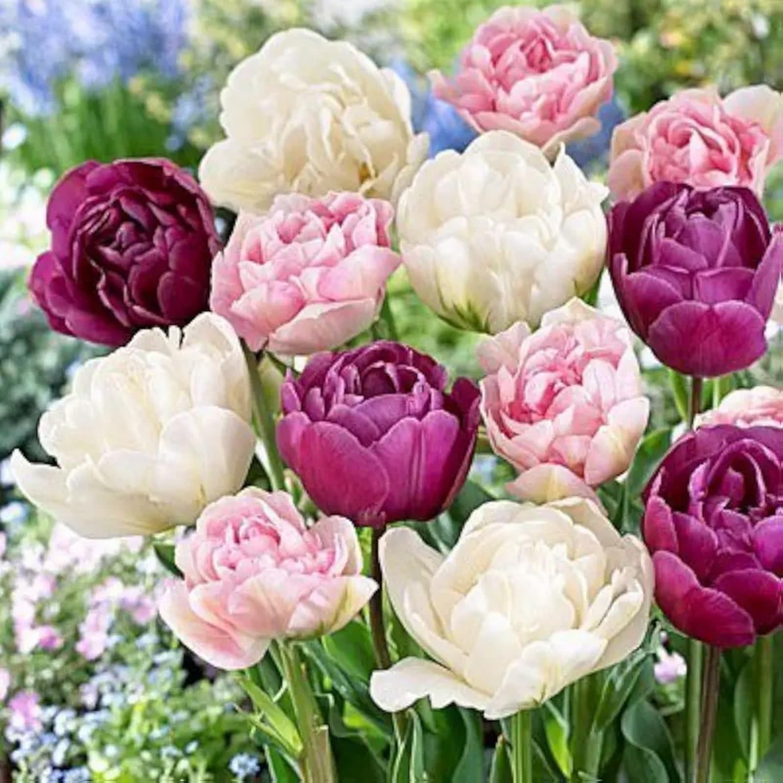 Stunning Premium Tulip Bulbs – Large Blooms, Simple to Grow – Perfect for Indoor Decor, Gifts & Holiday Displays-15 Bulbs-E