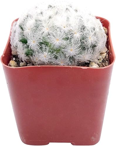 Miniatura 2 de SUCCULENTS BOX Colección única de plantas de cactus vivas, Mammillaria Plumosa 'Feather Cactus' (4 pulgadas), seleccionadas a mano, variedades raras