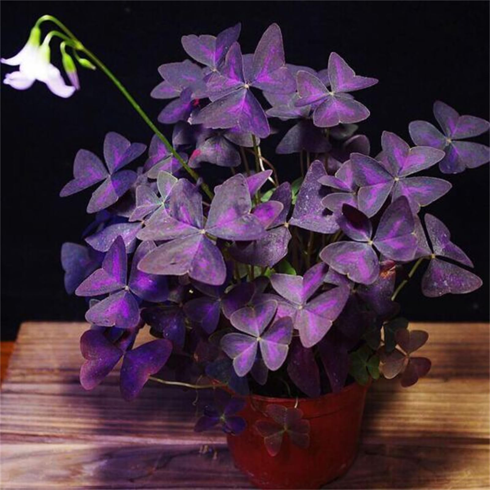 Hardy Oxalis Perennial Summer Flowering for UK Garden Display-10bulbs-A