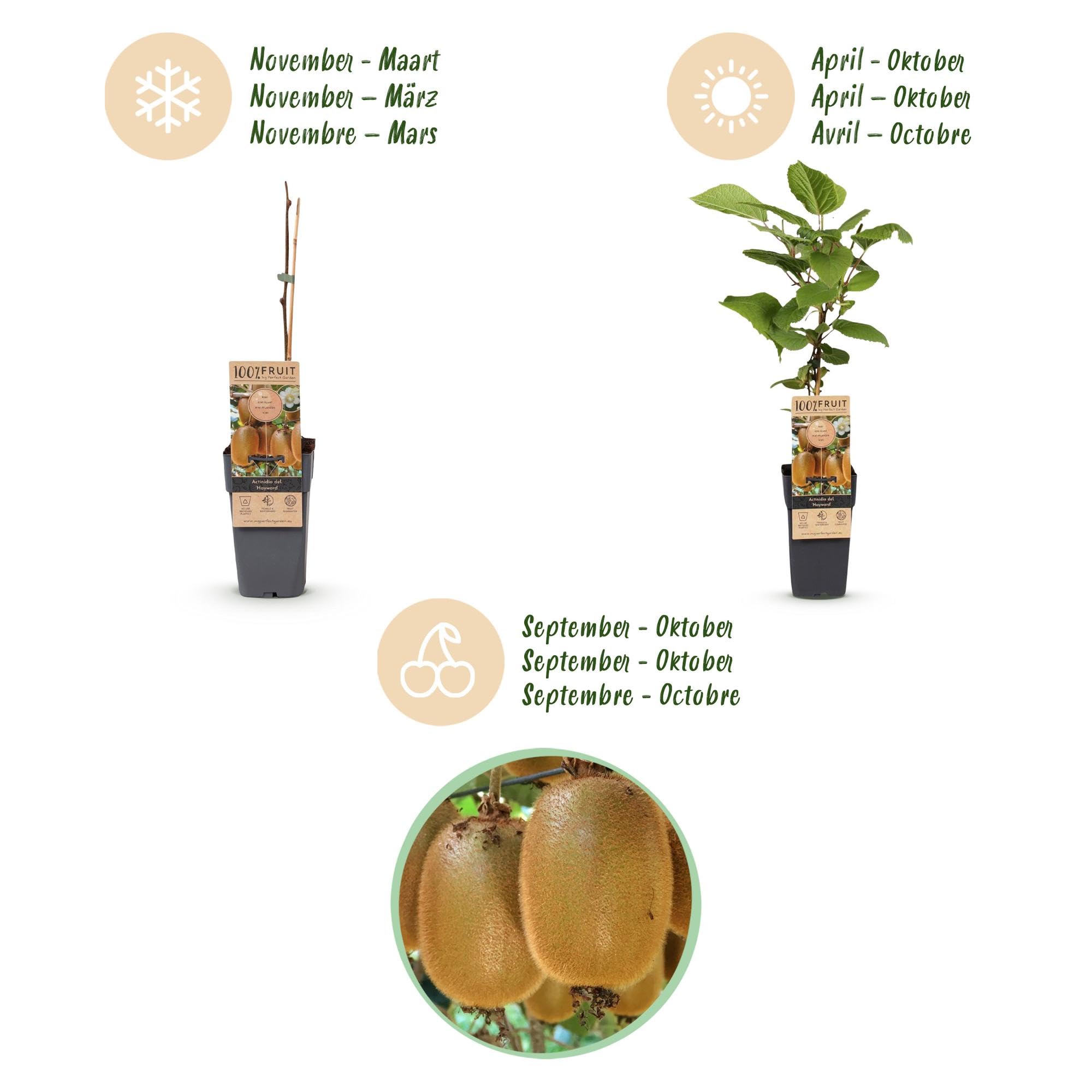 Plantas de Kiwi Hembra Hayward, para Jardín, Verde, Pack de 2, 50 cm