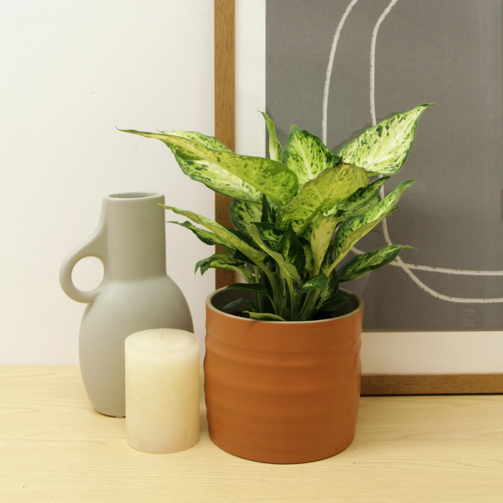 Carbeth Plants - 2 x Real Dumb Cane Indoor Plant Dieffenbachia Amy in 12cm Pot - Live Variegated Leopard Lily Foliage Air Purifying Easy to Care for Houseplant for Home and Office