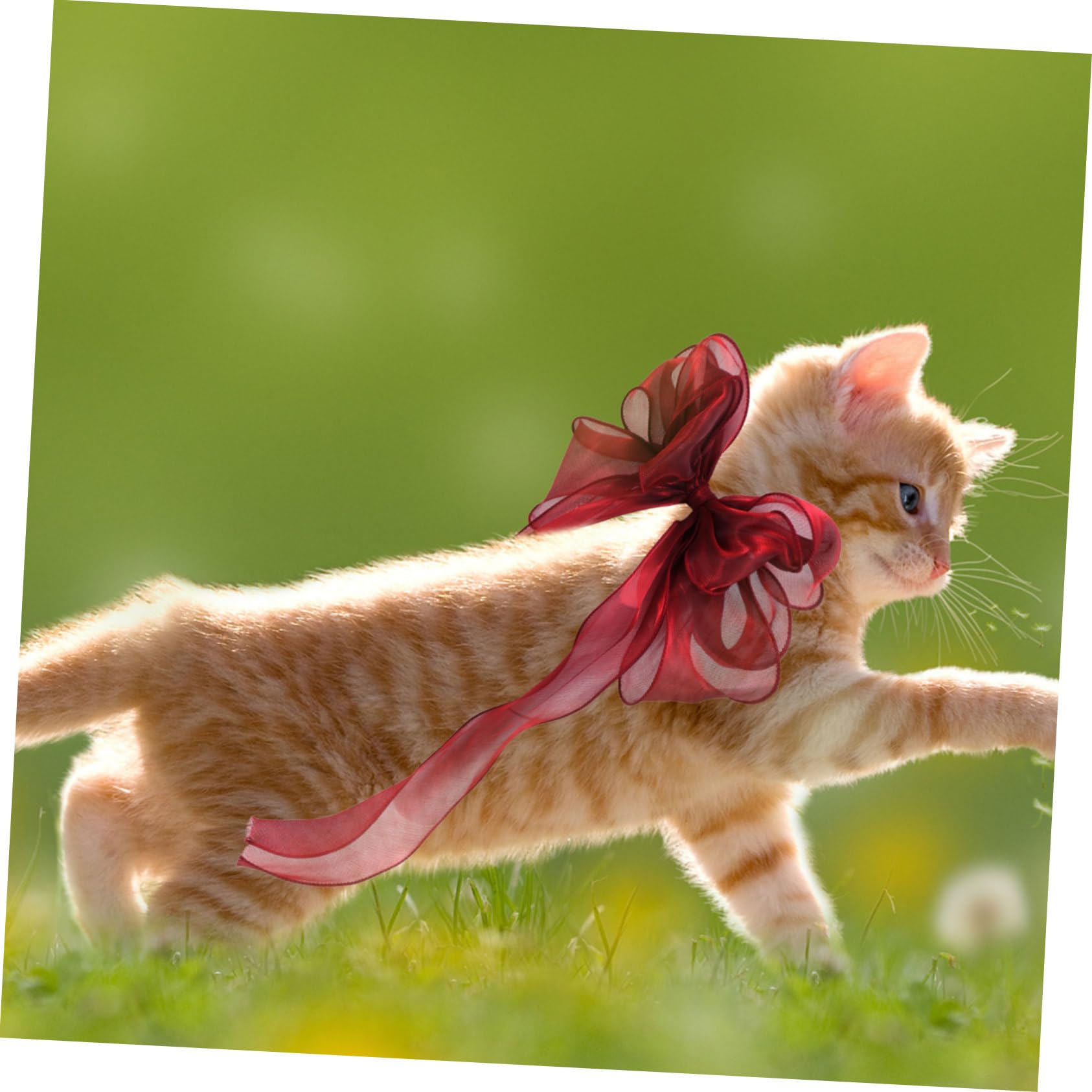 Happyyami Collier Réglable pour Chat Et Chien avec Nœud Décoratif Accessoire Adorable pour Fête Et Séance Photo