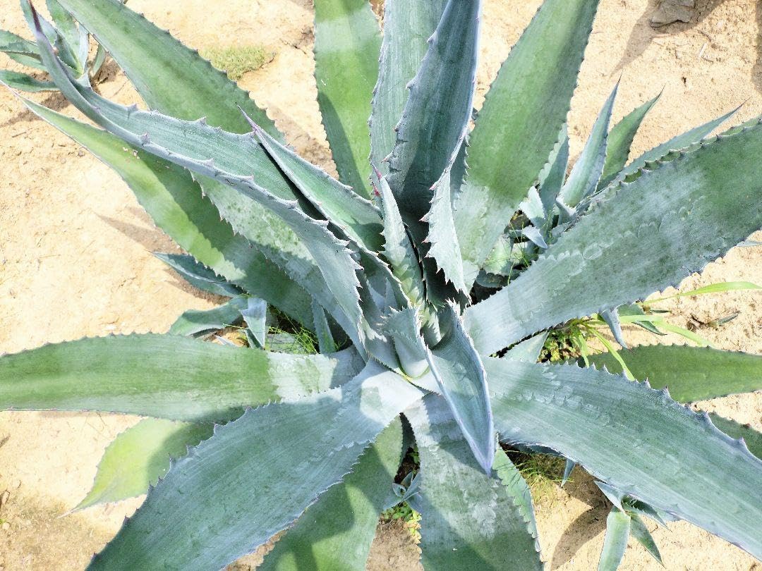 マピサガ リサ 群生 大株 アガベ リュウゼツラン 引き取り