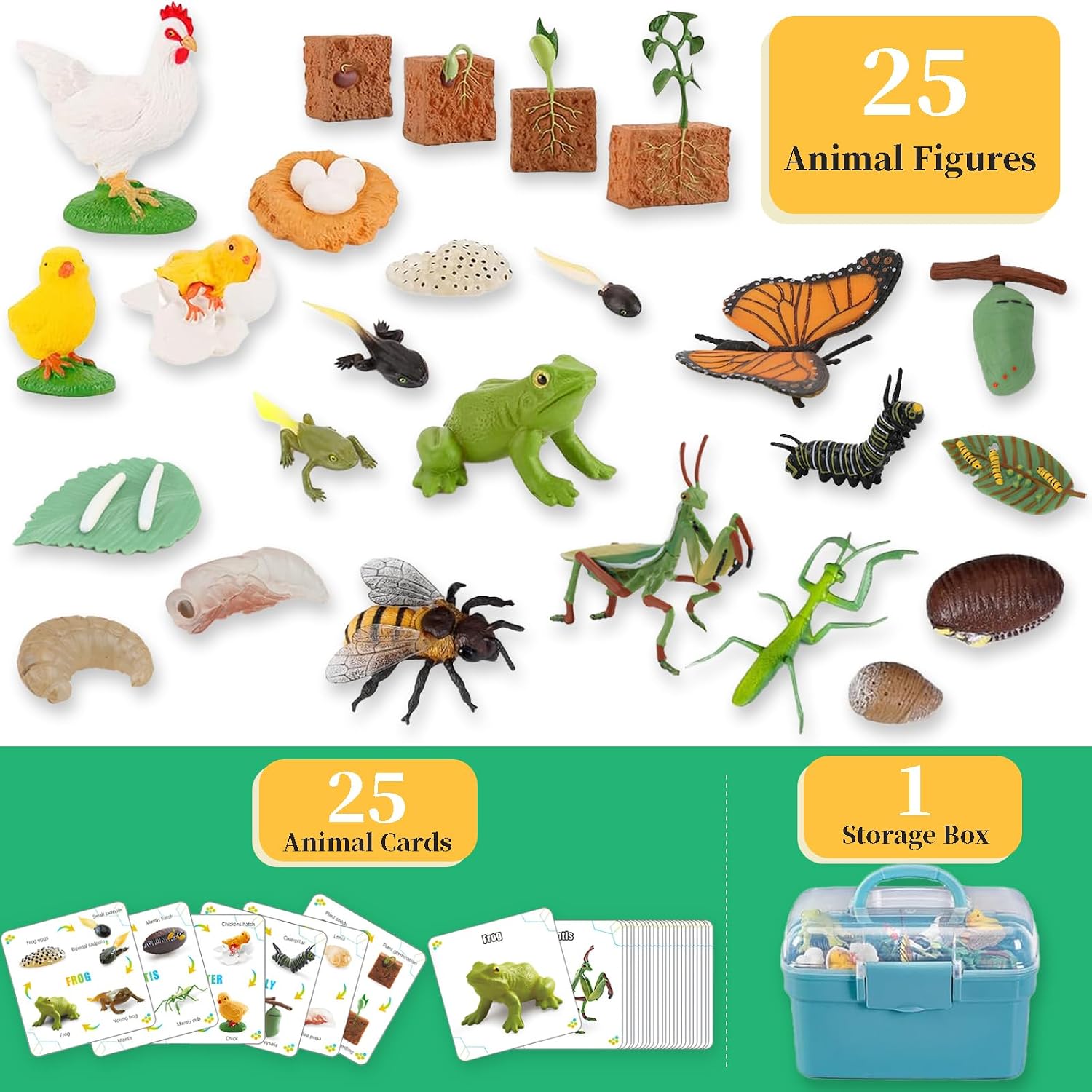 6 Set Montessori Life Cycle Learning Toys - Early Education Activities for Kids