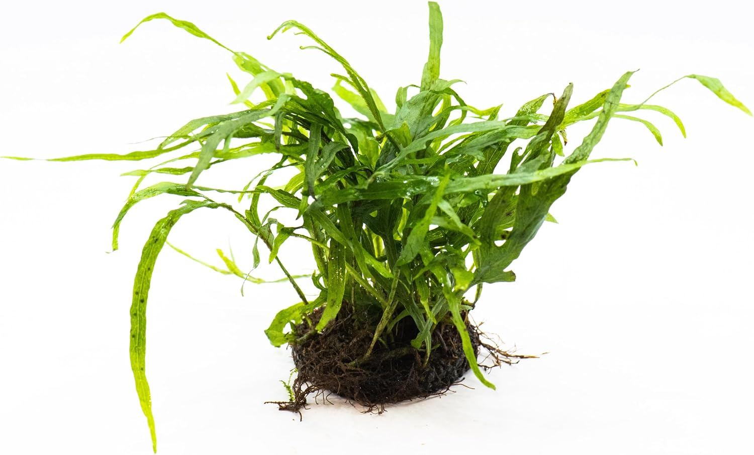 Java Fern Live Aquarium Plants – Windelov, Narrow Leaf & More– Easy Aquascaping Plants for Freshwater Tanks, Low Light, No CO₂ (Java Fern Trident on Nutripad)