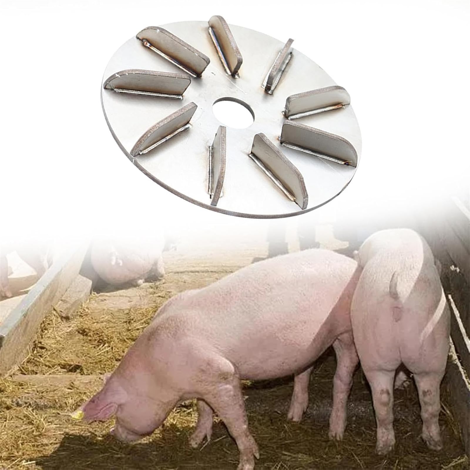 Lot de 3 disques pour enlever les poils de porc - Outil d'épilation de cochon en métal - Pour atelier familial, poule, mouton, bétail, porc, boucher