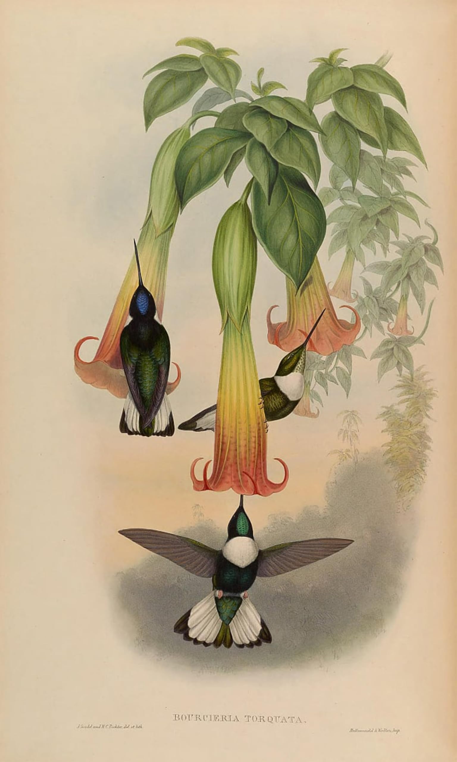 SERENDIPITP Retro Picture Poster Wall Art Pictures Painting Animal Bird Bourciera Torquata Coeligena Torquata by John Gould Wall Art Canvas Print for Wall Decor 60x90cm
