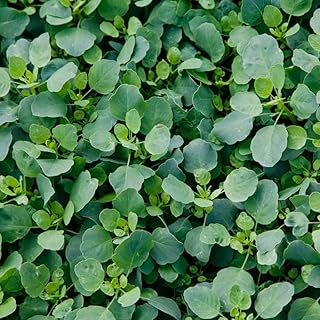 Palm Beach Medicinal Herbs - Papalo (Porophyllum ruderale) - Packet of 20 Seeds