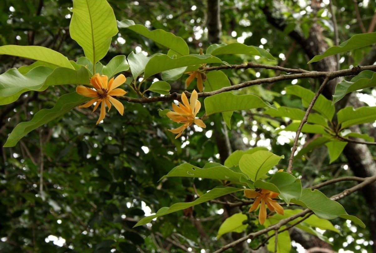 Ngọc LAN Vang - Golden Champaca Magnolia - 3 Feet or Taller - Ship in 1 Gal Pot
