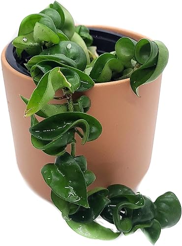 Miniatura 3 de Hoya Hindu Rope Planta de interior viva de 4 pulgadas en maceta o Hoya Carnosa Compacta Easycare Plant | Purificador de aire natural | Cultivado en