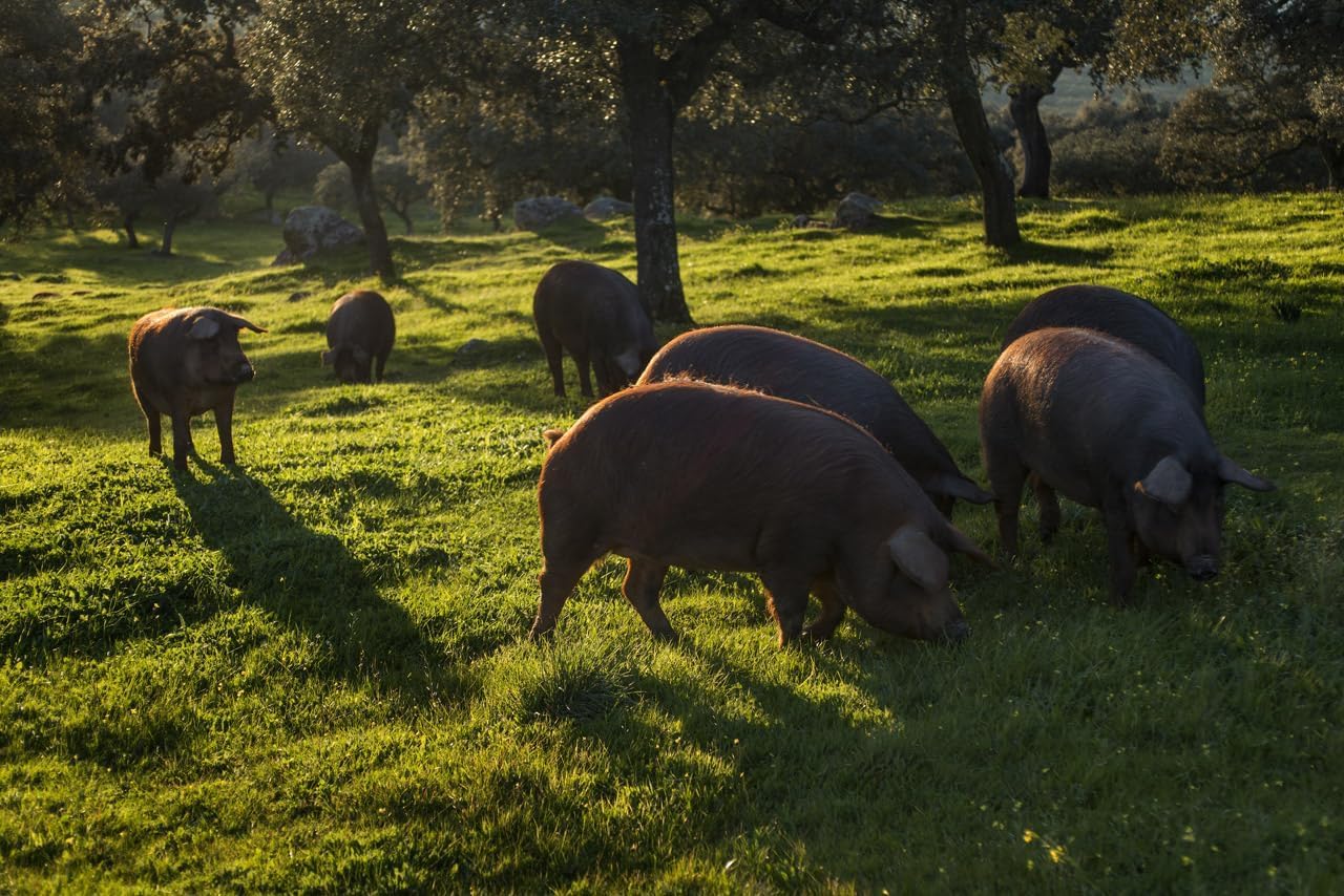 MARTIN CANSALÁ | Pack 2: Salchichón Ibérico Cular | Auténtico Sabor de Extremadura | Sin Gluten | Dehesa Ibores Jara | 100% Natural | 2 Piezas de 500g | Total 1kg