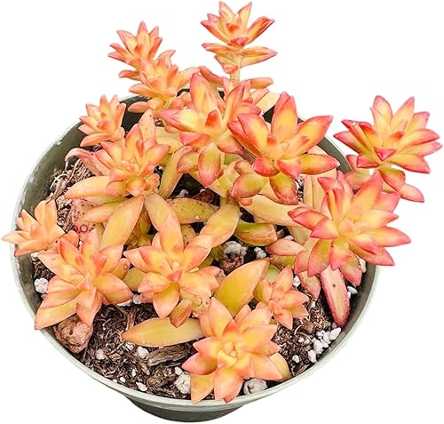 Miniatura 10 de Plantas suculentas vivas Plantas Sedum (petardo de maceta de 2 pulgadas)